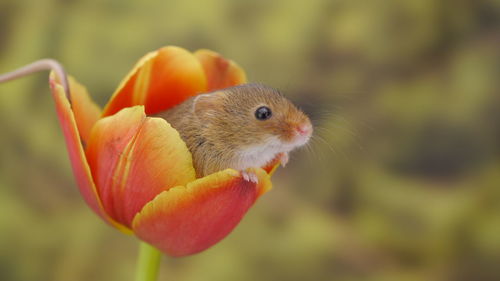 Close-up of orange flower