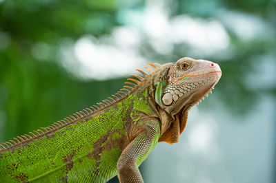 Close-up of iguana