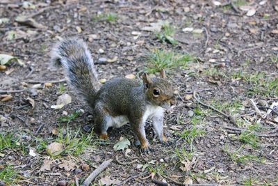 High angle view of squirrel on field