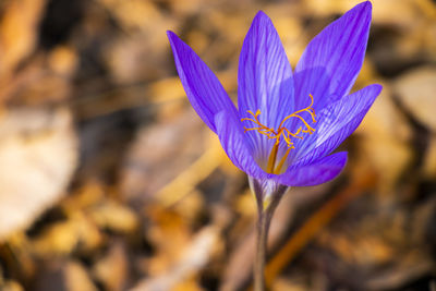 Close-up of purple crocus flower