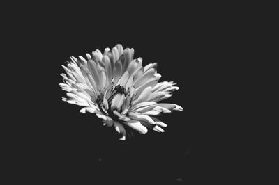 Close-up of flower against black background