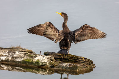 Double crested cormorant with its wings opened 