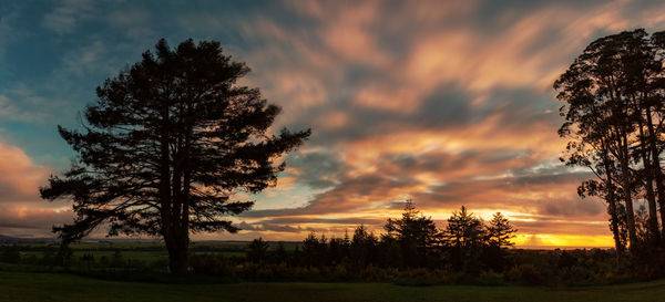 Trees on field against dramatic sky during sunset