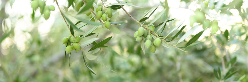 Green olives grow on a olive tree branch in the garden. selective focus. banner