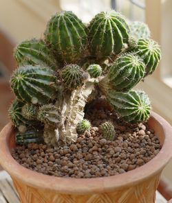 Close-up of succulent plant