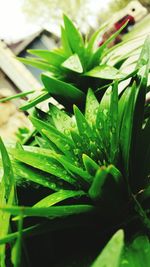 Close-up of fresh green plant