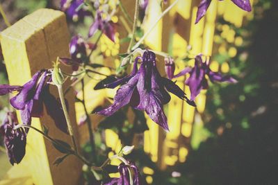 Close-up of purple flowers