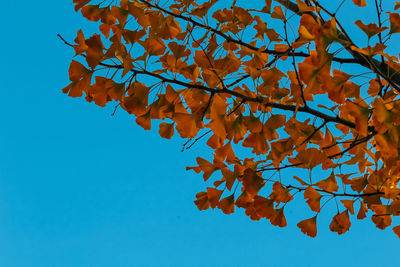 Low angle view of autumnal tree against clear blue sky