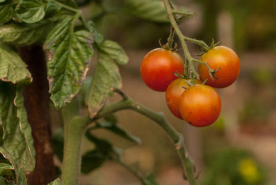 Close-up of tomatoes growing on plant