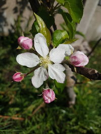 Close-up of pink flowering plant