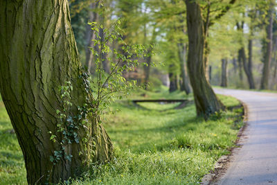 Grass growing in park