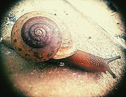 close-up, animal shell, snail, high angle view, one animal, animal themes, shell, rusty, indoors, textured, metal, no people, wildlife, seashell, mollusk, still life, day, auto post production filter, animals in the wild