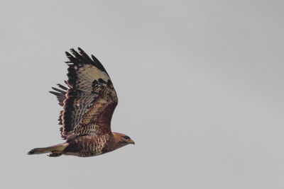 Low angle view of eagle flying against clear sky