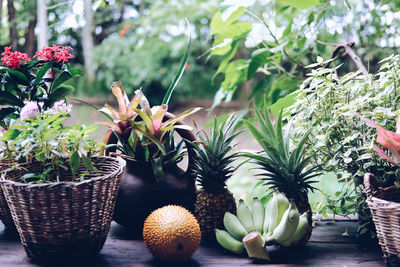 Close-up of potted plants on table