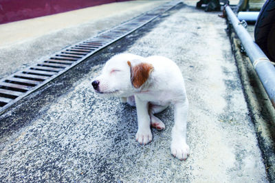 High angle view of dog looking away on street in city