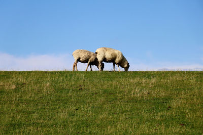 Two sheep grazing in green pastures with sky background 