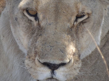 Portrait of a lioness under a bush in the etosha national park in namibia