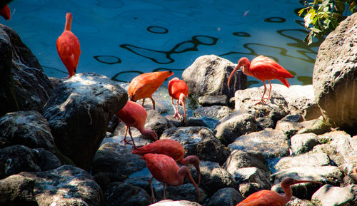 Flock of birds on rock