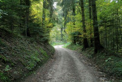 Road amidst trees in forest