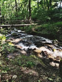 Stream flowing amidst trees in forest