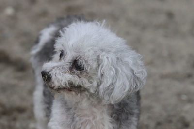 Close-up portrait of a dog