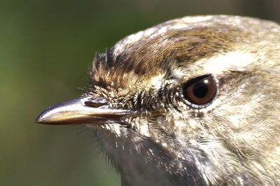 Close-up of a bird