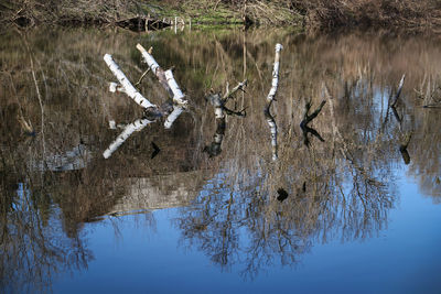 View of birds in lake