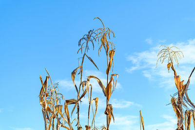 Dry corn plants against blue sky.