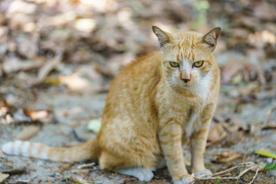 Portrait of cat sitting on field