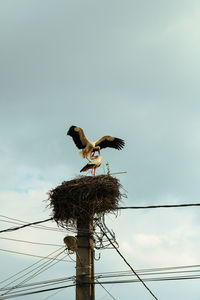 Low angle view of birds perching on tree against sky