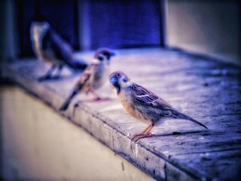 Close-up of bird perching on wooden table