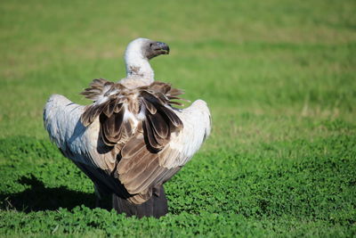 Bird on a field