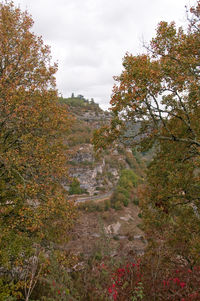 Trees growing in forest against sky during autumn