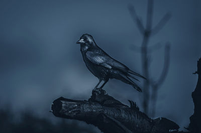 Low angle view of bird perching on a tree