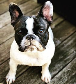 Close-up portrait of a dog