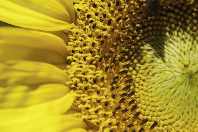 Close-up of sunflower