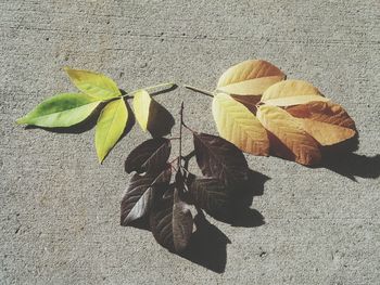 High angle view of autumn leaf