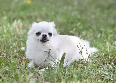 Portrait of a dog on field