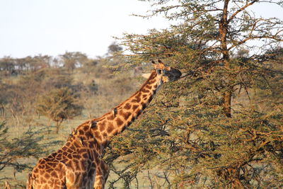 Giraffe in forest against sky