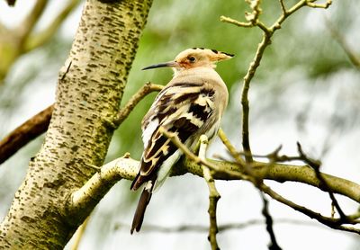 Close-up of bird perching on tree