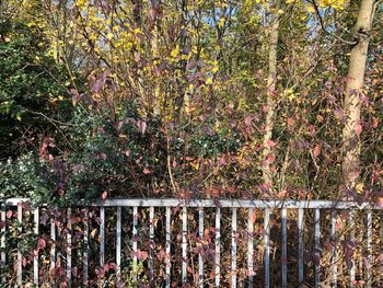 Flowers growing on tree