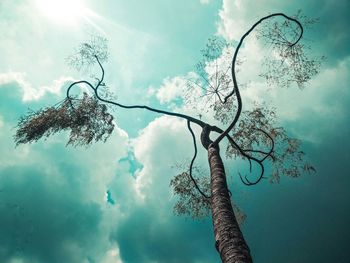 Low angle view of bare tree against sky