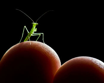 Close-up of praying mantis on cropped finger at night