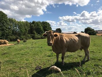 Cattle standing on grassy field against cloudy sky