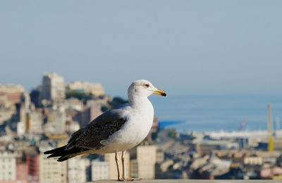 Seagull perching on a sea against clear sky