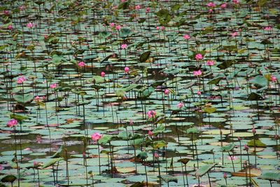 Full frame shot of lotus flowers in pond