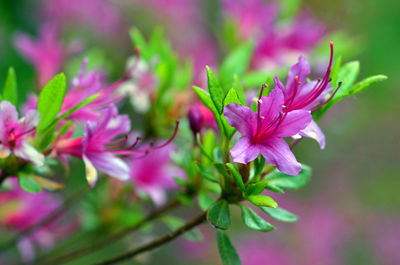 Close-up of pink flowering plant