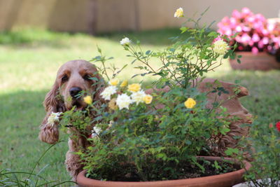 Portrait of dog on flowers