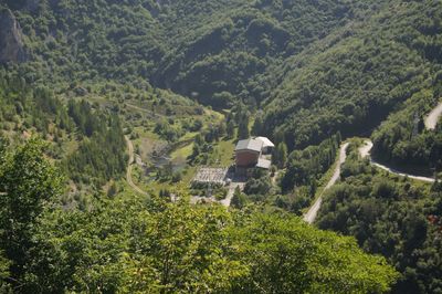 High angle view of trees in forest