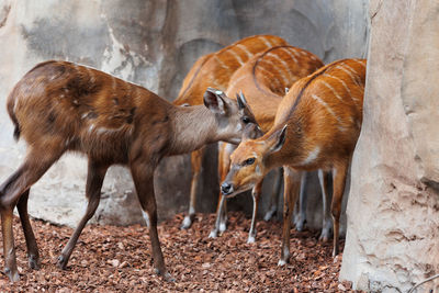 Close-up of deer standing on field